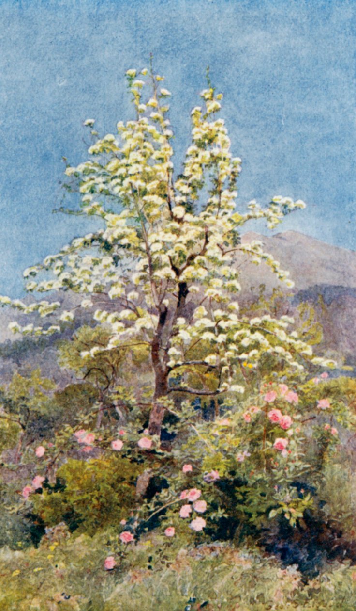 Päärynäkukka, Merialpit (värilitro) tekijältä George Samuel Elgood