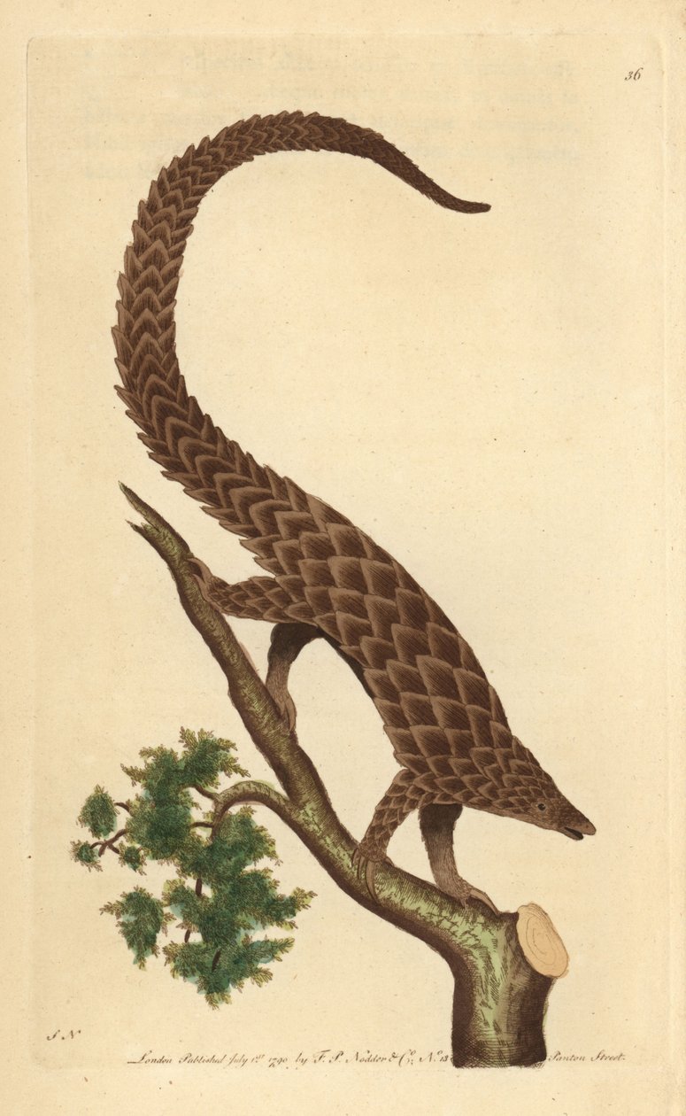 Nelivarpainen manis, pitkähäntäinen Pangolin tai mustavatsainen pangoliini, "The Naturalist