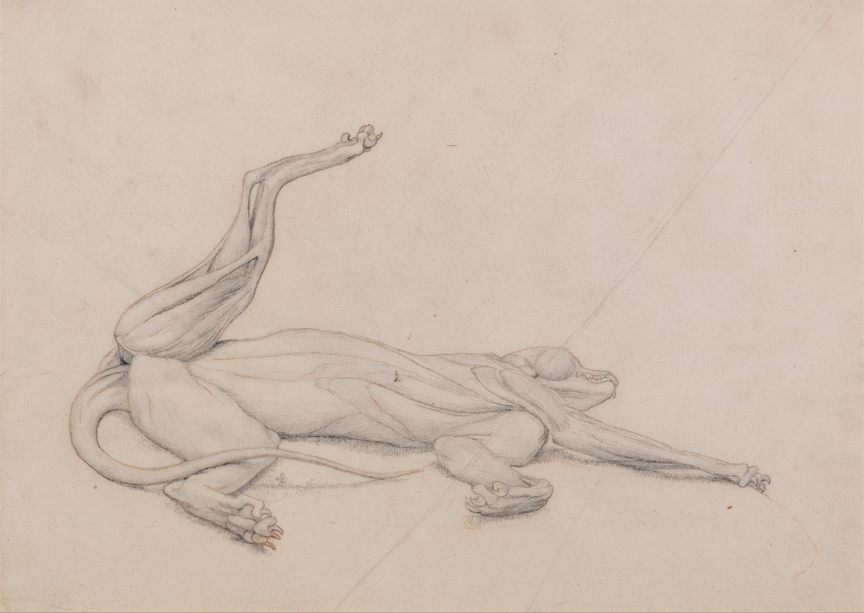 Vertaileva anatominen selvitys ihmiskehon rakenteesta tiikerin ja tavallisen linnun rakenteeseen verrattuna: Tiikeri, makuuasennossa, ventraalisesti katsottuna. tekijältä George Stubbs