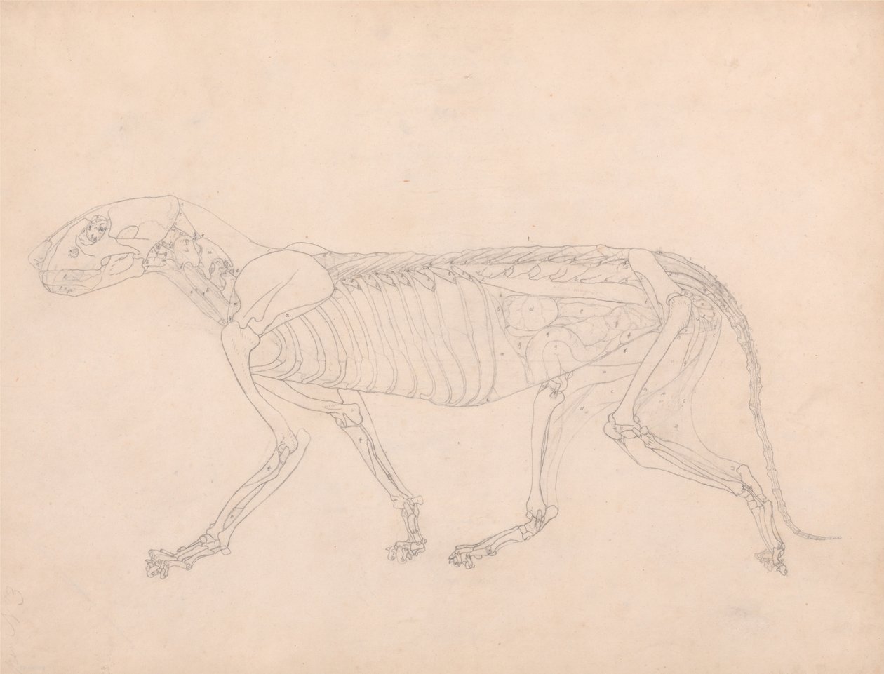 Vertaileva anatominen selvitys ihmiskehon rakenteesta tiikerin ja tavallisen linnun rakenteeseen verrattuna: Tiikerin vartalo, sivukuva tekijältä George Stubbs