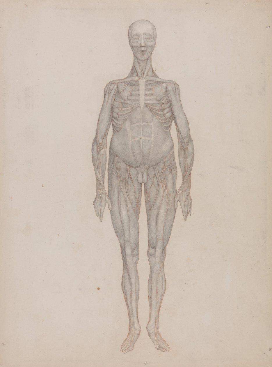 Vertaileva anatominen selvitys ihmiskehon rakenteesta tiikerin ja tavallisen linnun rakenteeseen verrattuna: Human Figure, Anterior View (tarkoitettu levylle, jota ei koskaan julkaistu): Human Figure, Anterior View (Intended for a Plate That was Never Publ tekijältä George Stubbs
