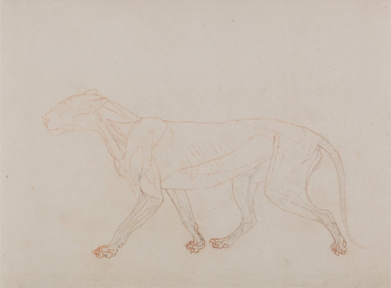Vertaileva anatominen selvitys ihmiskehon rakenteesta tiikerin ja tavallisen linnun rakenteeseen verrattuna: Tiikerin vartalo, sivukuva (Näyttää kolmannen vaiheen leikkelyn). tekijältä George Stubbs