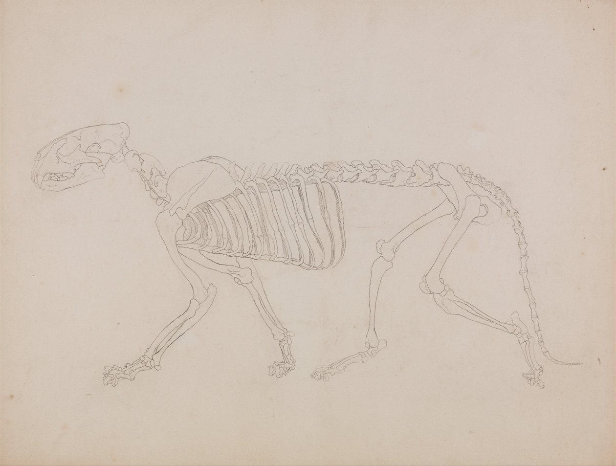 Vertaileva anatominen selvitys ihmiskehon rakenteesta tiikerin ja tavallisen linnun rakenteeseen verrattuna: Tiikerin luuranko, sivukuva tekijältä George Stubbs