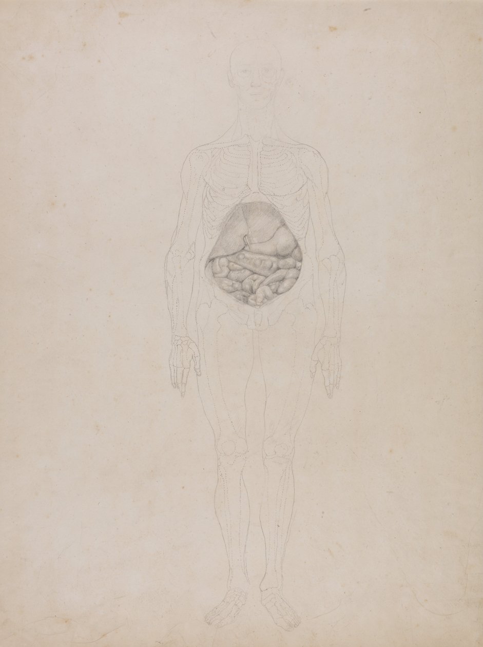 Vertaileva anatominen selvitys ihmiskehon rakenteesta tiikerin ja tavallisen linnun rakenteeseen verrattuna: Ihmishahmo, etukuva (ääriviivapiirustus). tekijältä George Stubbs