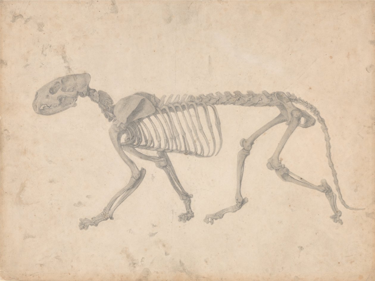Vertaileva anatominen selvitys ihmiskehon rakenteesta tiikerin ja tavallisen linnun rakenteeseen verrattuna: Tiikerin luuranko, sivukuva (valmis tutkimus taulukkoa IV varten). tekijältä George Stubbs