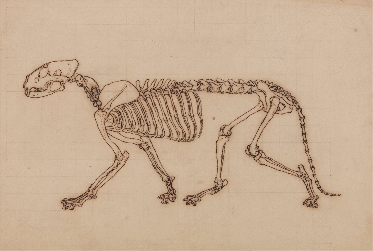 Vertaileva anatominen selvitys ihmiskehon rakenteesta tiikerin ja tavallisen linnun rakenteeseen verrattuna: Tiikerin luuranko, sivukuva tekijältä George Stubbs