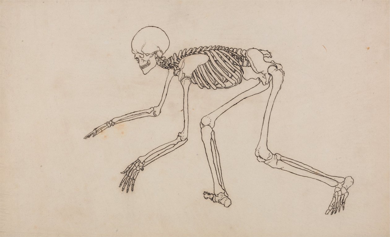 Vertaileva anatominen selvitys ihmiskehon rakenteesta tiikerin ja tavallisen linnun rakenteeseen verrattuna: Ihmisen luuranko, sivukuva tekijältä George Stubbs