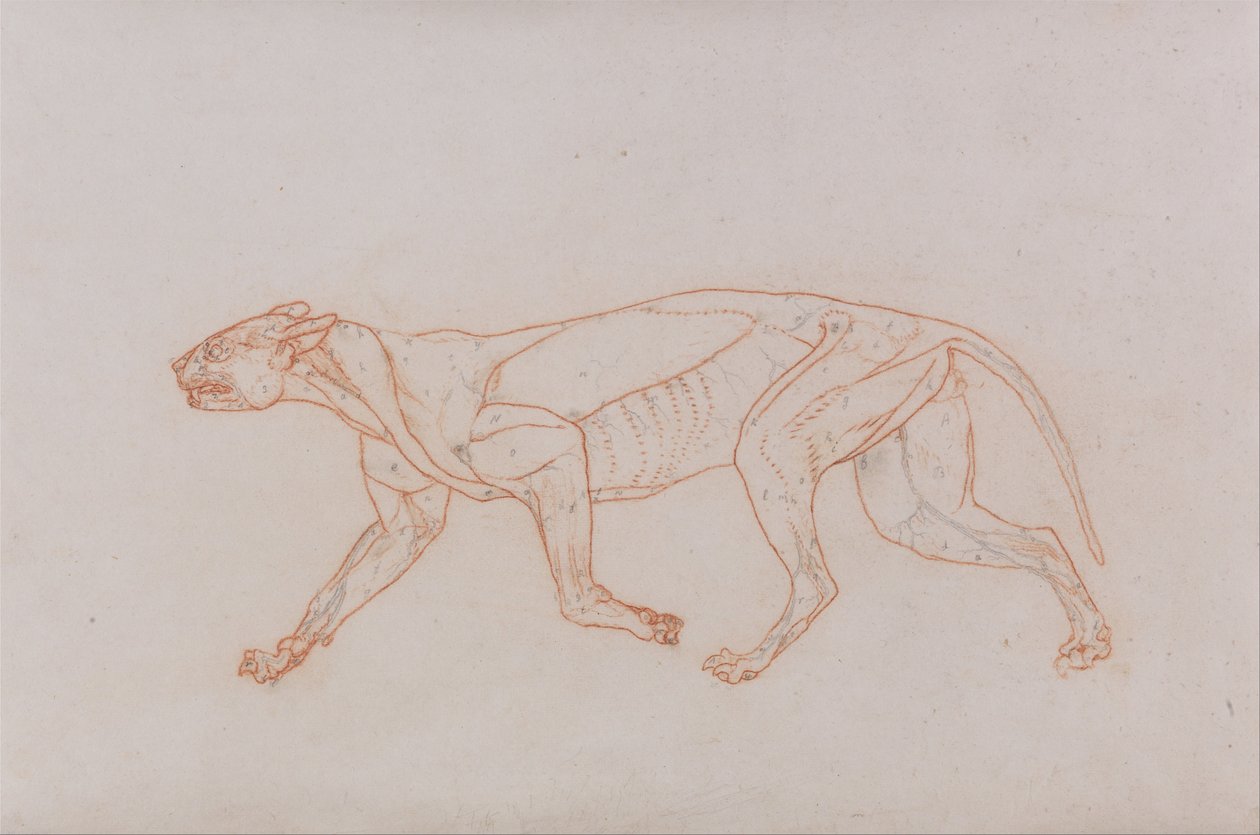 Vertaileva anatominen selvitys ihmiskehon rakenteesta tiikerin ja tavallisen linnun rakenteeseen verrattuna:  Leopardin vartalo, sivukuva tekijältä George Stubbs