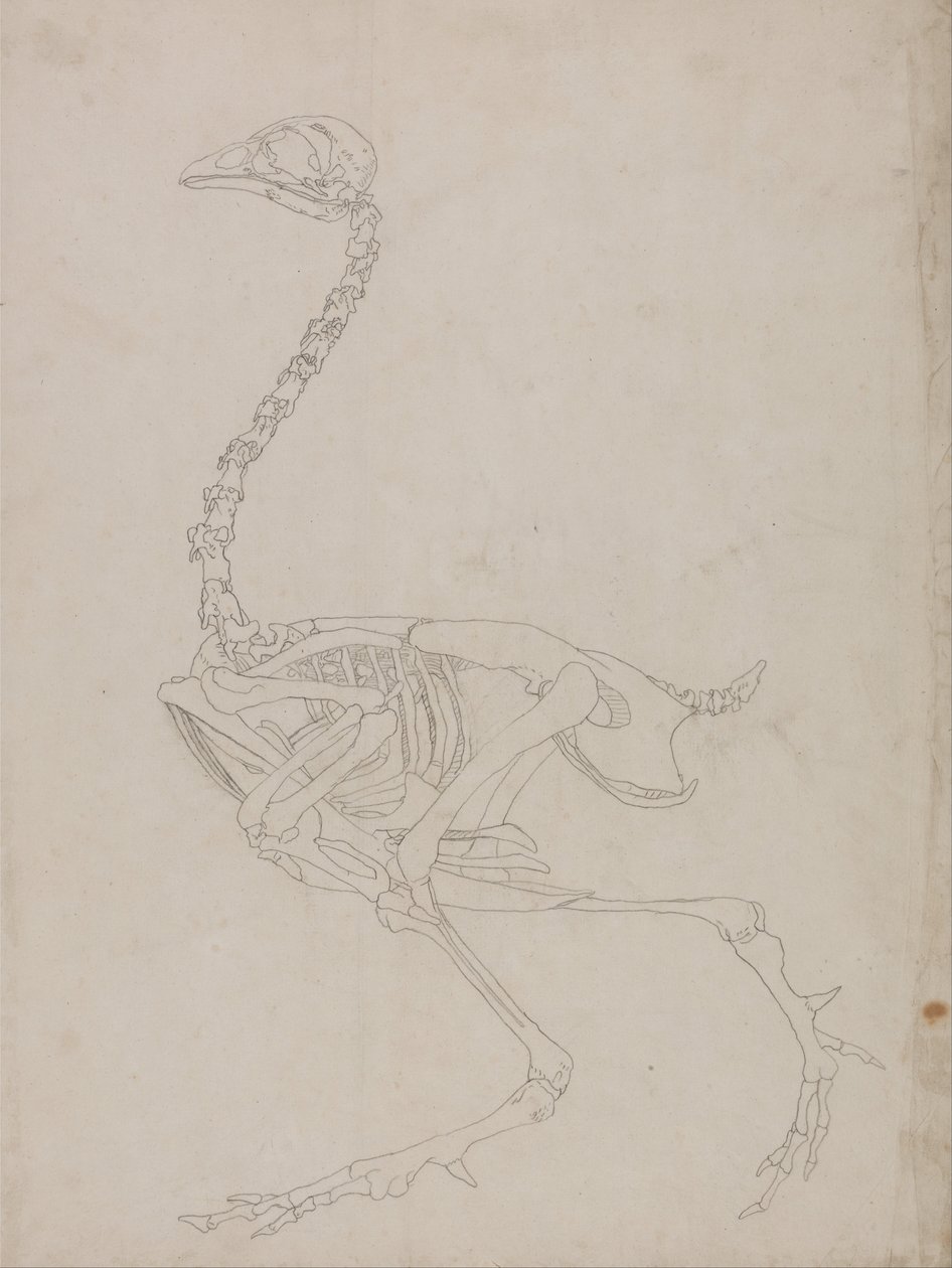 Vertaileva anatominen selvitys ihmiskehon rakenteesta tiikerin ja tavallisen linnun rakenteeseen verrattuna:  Fowl Skeleton, Lateral View (Luurangon pääpiirteittäinen piirros). tekijältä George Stubbs