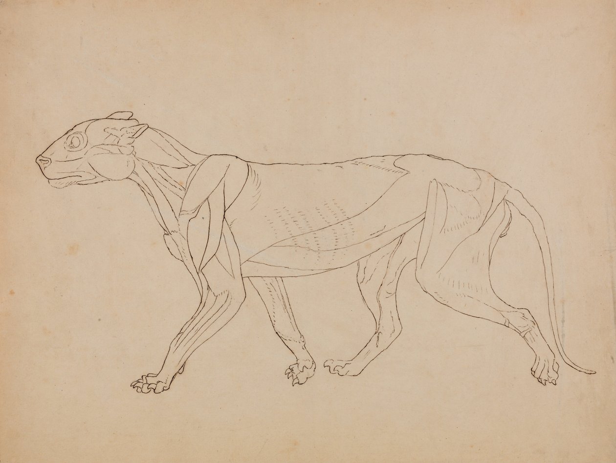Vertaileva anatominen selvitys ihmiskehon rakenteesta tiikerin ja tavallisen linnun rakenteeseen verrattuna:  Tiikerin vartalo, sivukuva (luultavasti tehty avainhahmon pohjaksi). tekijältä George Stubbs
