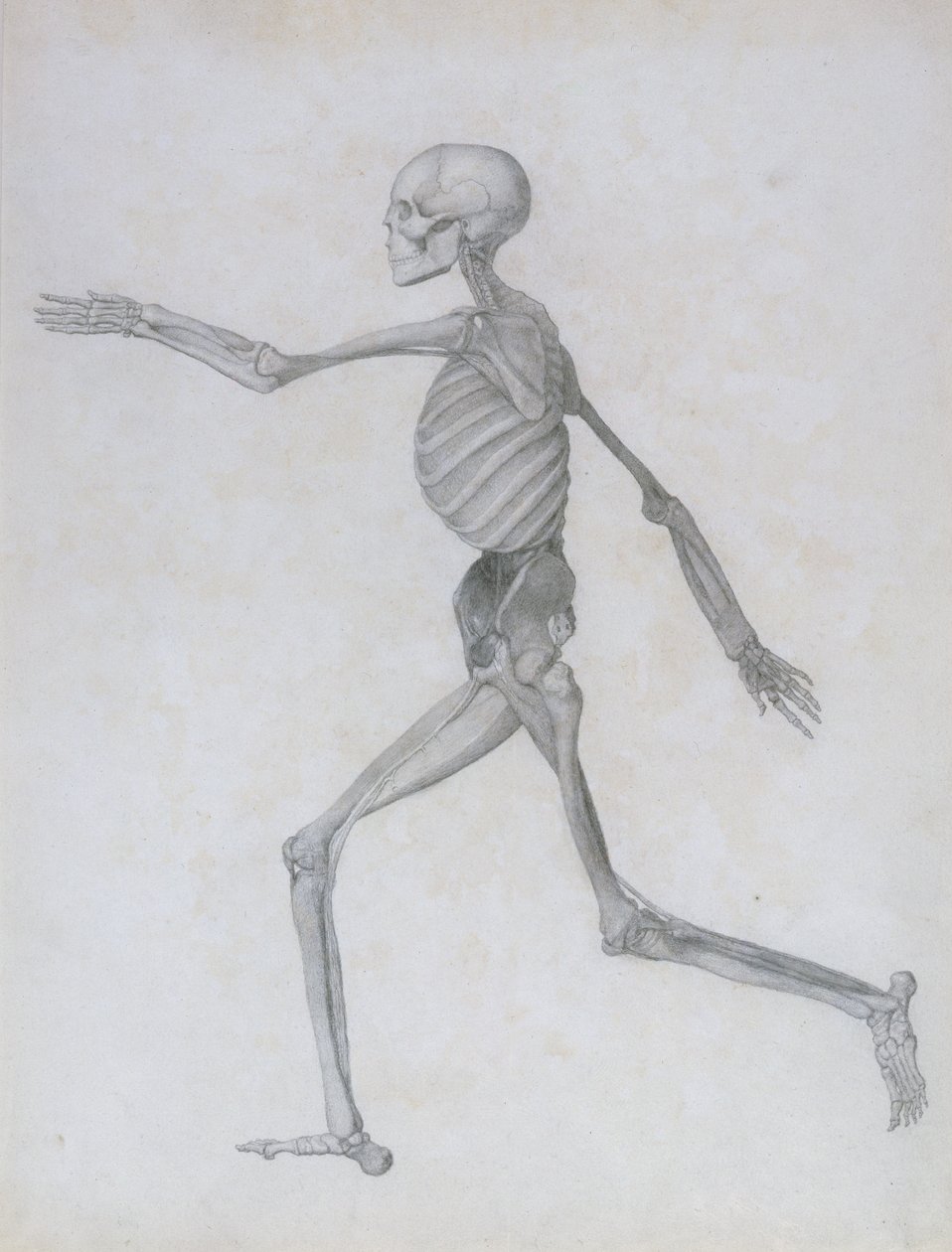 Vertaileva anatominen selvitys ihmiskehon rakenteesta tiikerin ja tavallisen linnun rakenteeseen verrattuna: 1795-1806. tekijältä George Stubbs