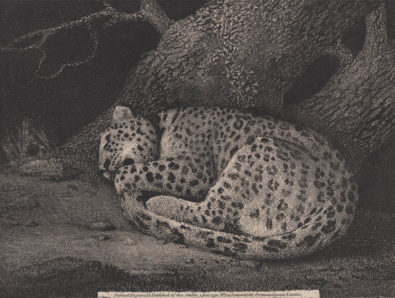 Nukkuva leopardi, taiteilijan kaiverrus, pub. 1791 (etsaus) tekijältä George Stubbs