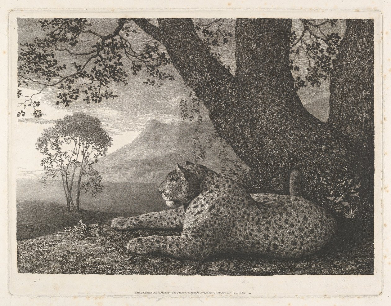 Tiikeri (puun luona makaava leopardi) tekijältä George Stubbs