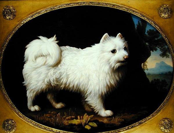 Valkoinen spits, n. 1770 (öljy emaliposliinille) tekijältä George Stubbs