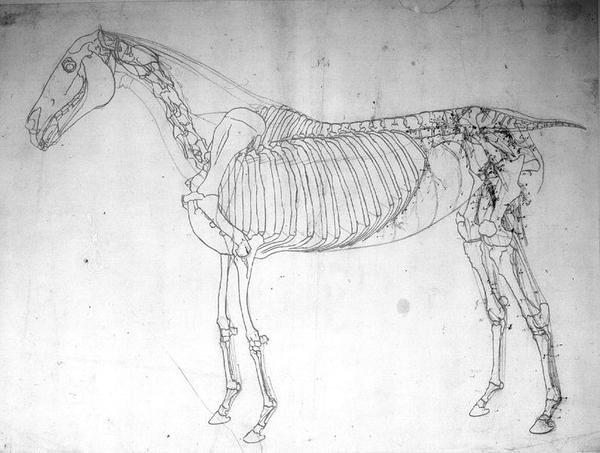 Hevosen anatominen tutkimus (kynä ja muste ja kynä paperille) tekijältä George Stubbs