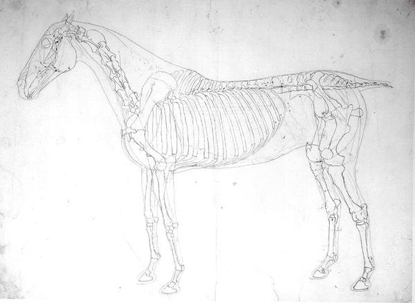 Hevosen anatominen tutkimus (tussi ja lyijykynä paperille) tekijältä George Stubbs