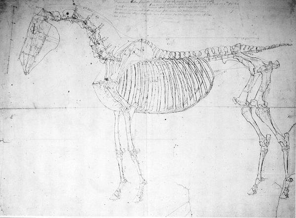 Hevosen anatominen tutkimus (kynä ja muste ja kynä paperille) tekijältä George Stubbs