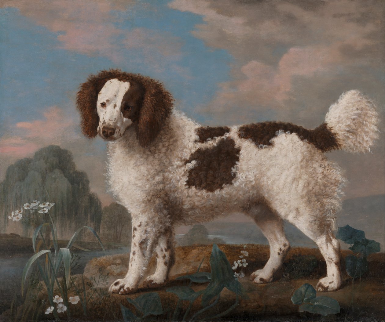 Ruskea ja valkoinen norfolk tai vesispanieli tekijältä George Stubbs