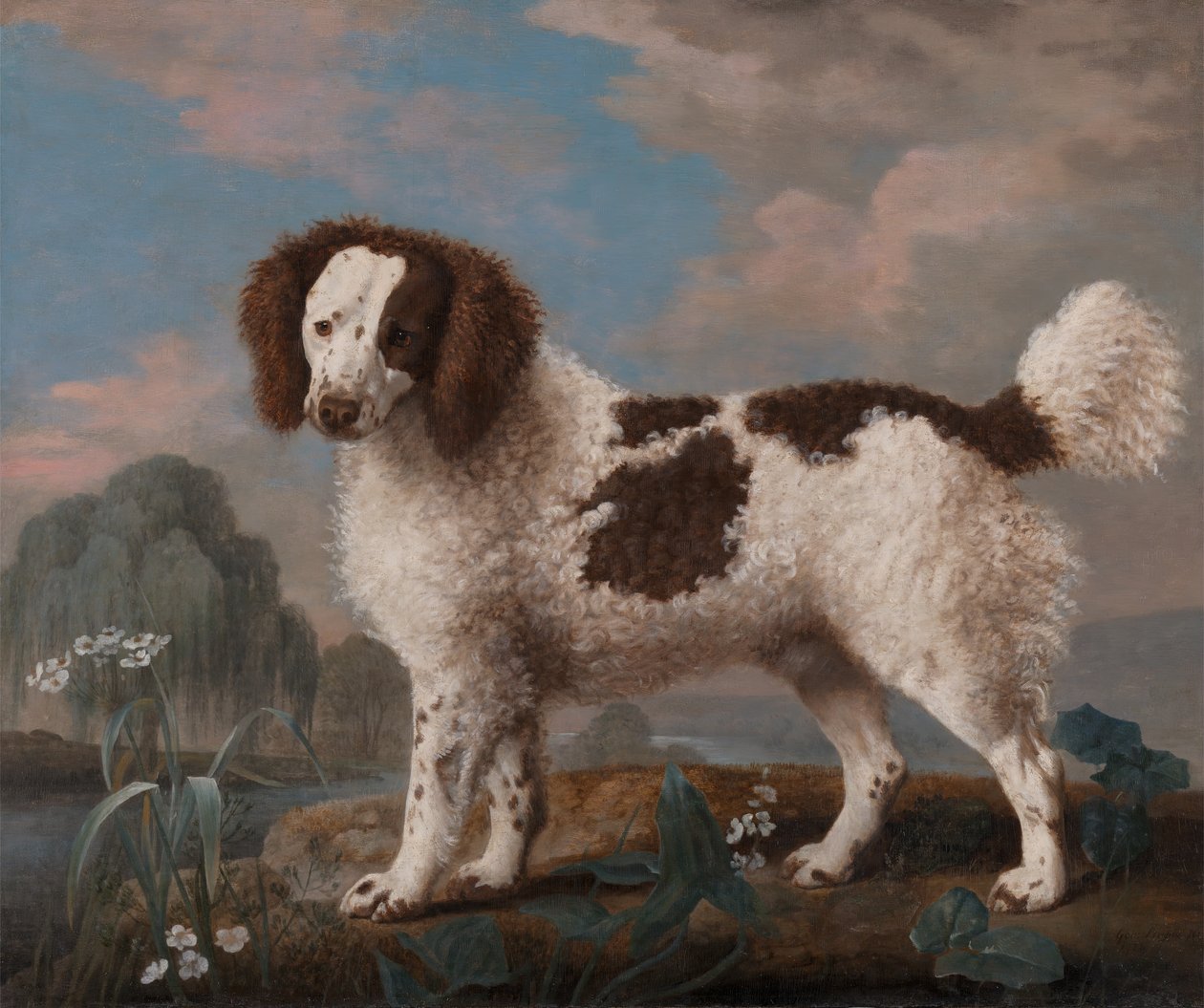 Ruskeavalkoinen norfolk tai vesispanieli, 1778. tekijältä George Stubbs