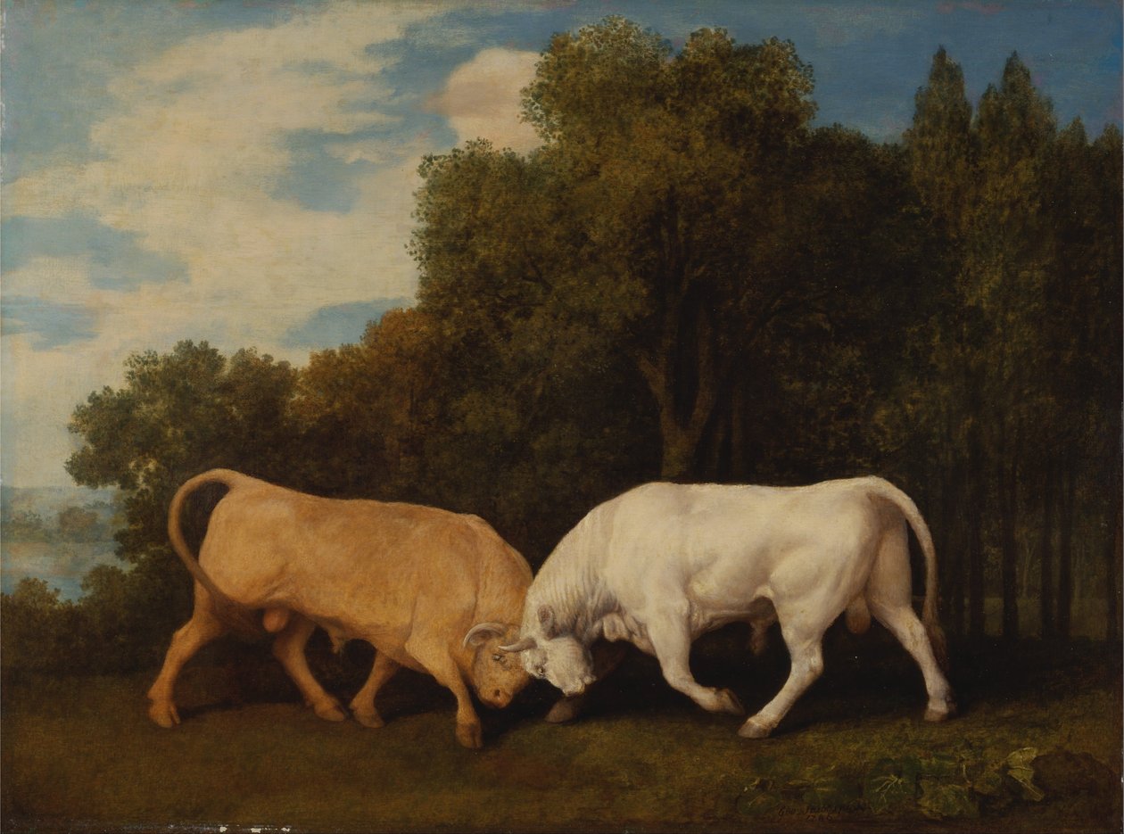 Bulls Fighting tekijältä George Stubbs