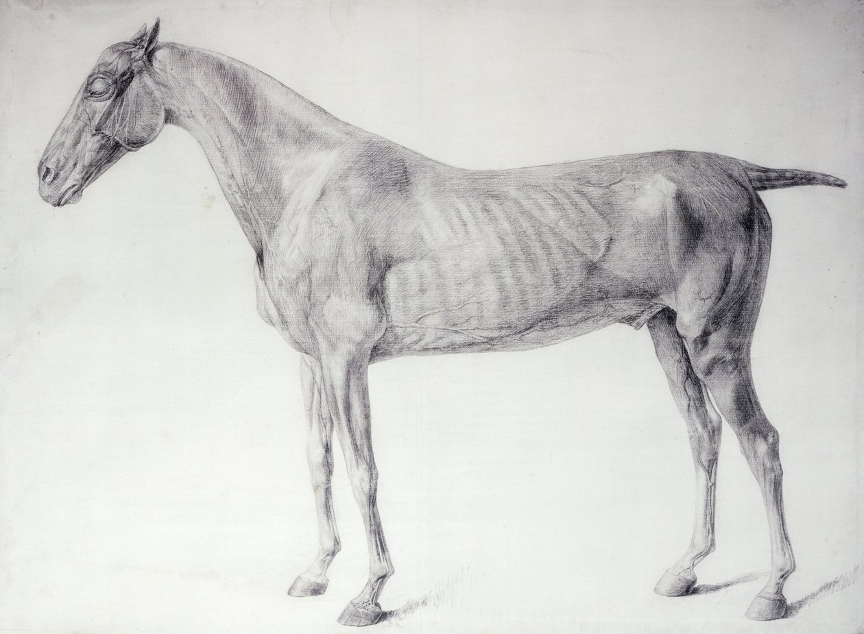Kaavio teoksesta "Hevosen anatomia" (kaiverrus) tekijältä George Stubbs
