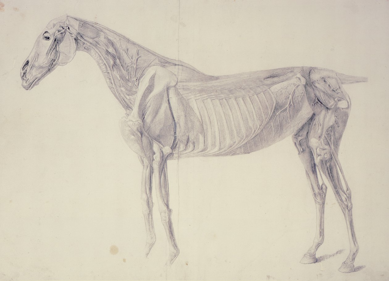 Kaavio hevosen anatomiasta tekijältä George Stubbs