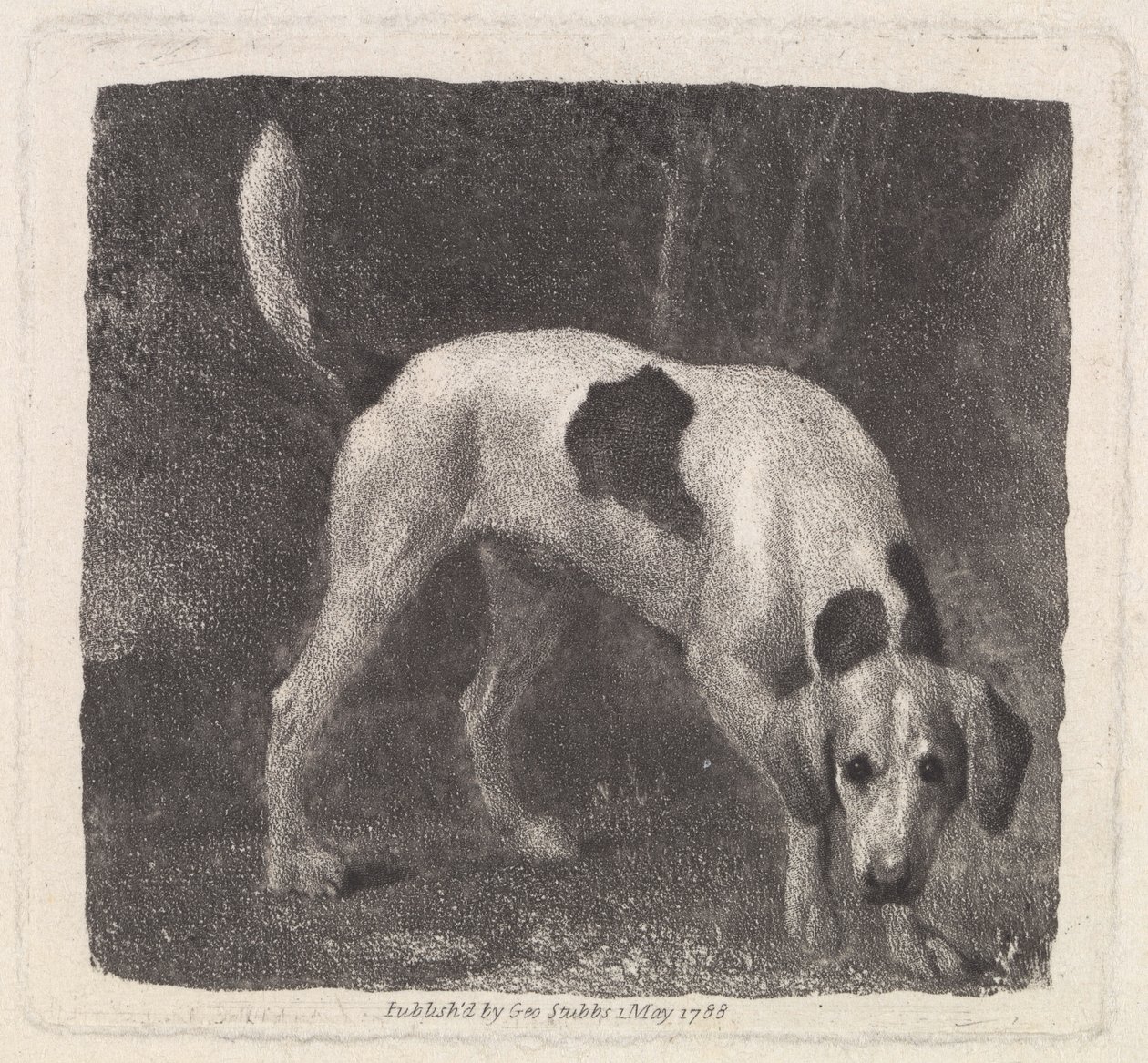 Taiteilijan kaivertama koira (A Foxhound on the Scent), pubi. 1788 tekijältä George Stubbs