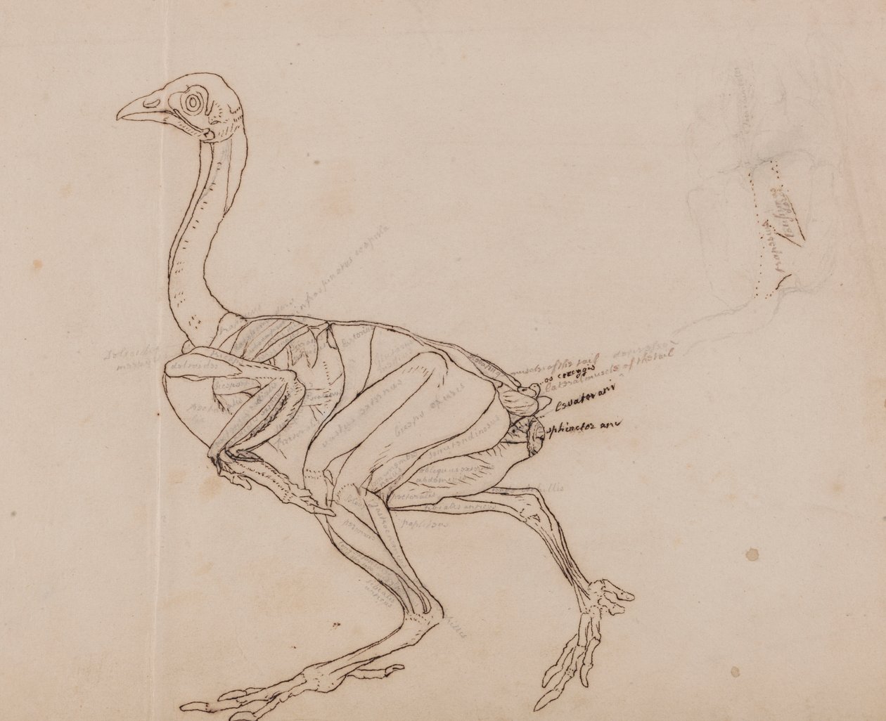 Dorking-kanan vartalo, sivunäkymä (lihasten ääriviivapiirros) tekijältä George Stubbs