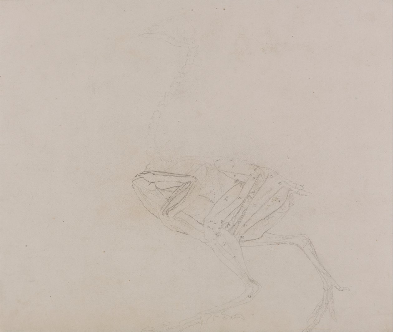 Dorkingin kanan vartalo, sivunäkymä (vartalon ja raajojen lihasten tutkimus dissektion myöhemmässä vaiheessa) tekijältä George Stubbs