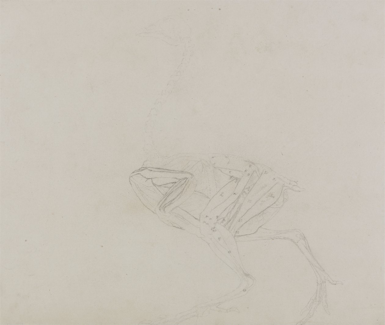 Dorkingin kanan ruumis, sivunäkymä, vertailevasta anatomisesta näyttelystä ihmiskehon rakenteesta tiikerin ja linnun kehon rakenteeseen, 1795-1806 (grafiittia ohuella kudospaperilla) tekijältä George Stubbs