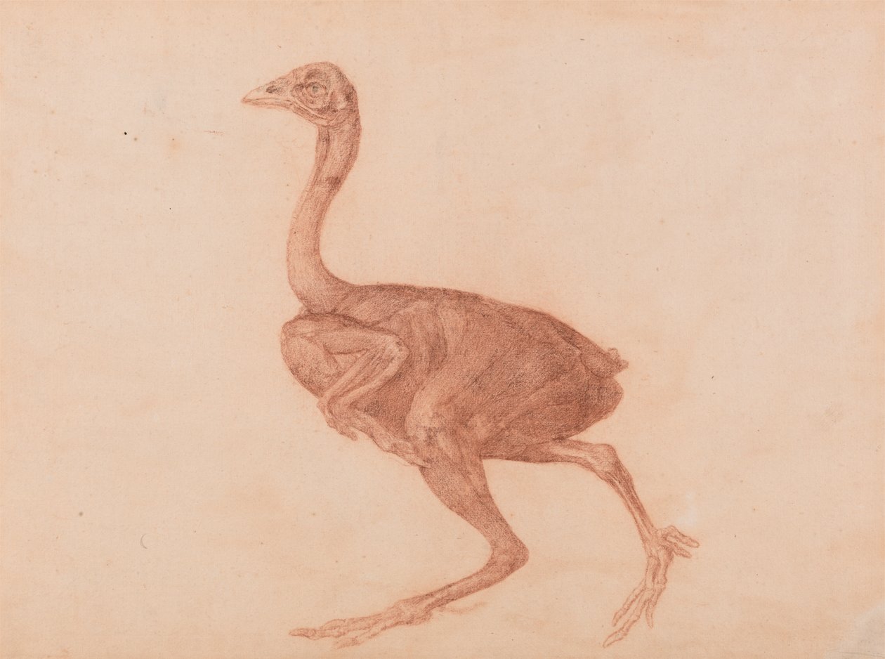 Dorking Hen, sivunäkymä tekijältä George Stubbs