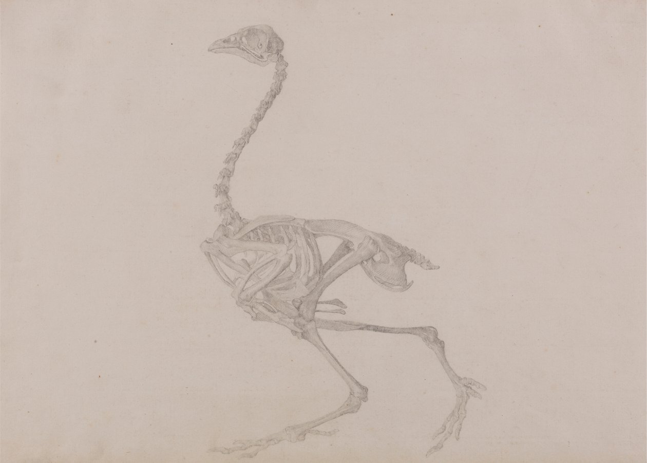 Dorkingin kanan luuranko, sivunäkymä (valmiin tutkimus julkaisemattomaan taulukkoon) tekijältä George Stubbs