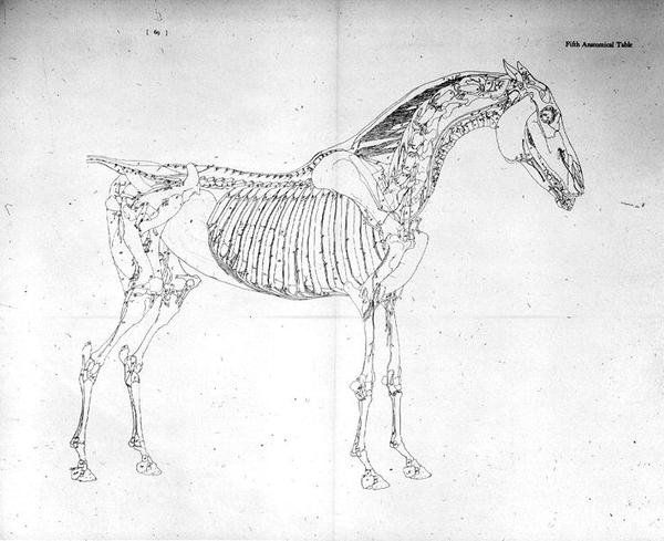 Viides anatominen taulukko teoksesta "Hevosen anatomia" (kaiverrus) tekijältä George Stubbs