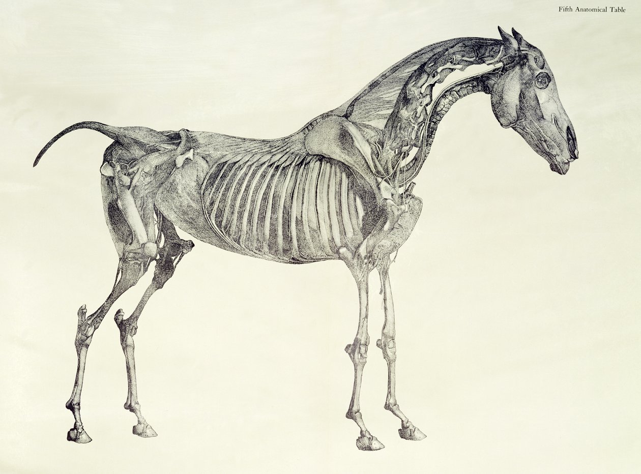 Viides anatominen taulukko teoksesta "Hevosen anatomia" tekijältä George Stubbs