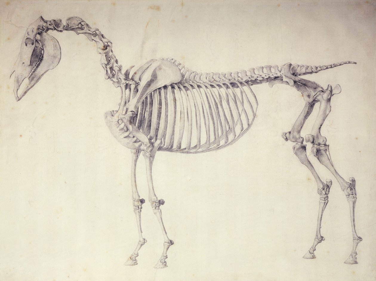 Viides anatominen taulukko teoksesta "Hevosen anatomia" tekijältä George Stubbs