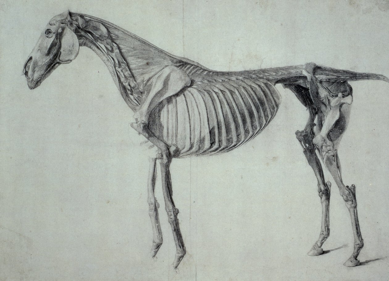 Valmis tutkimus hevosen viidettä anatomista pöytää varten (grafiitti paperille) tekijältä George Stubbs