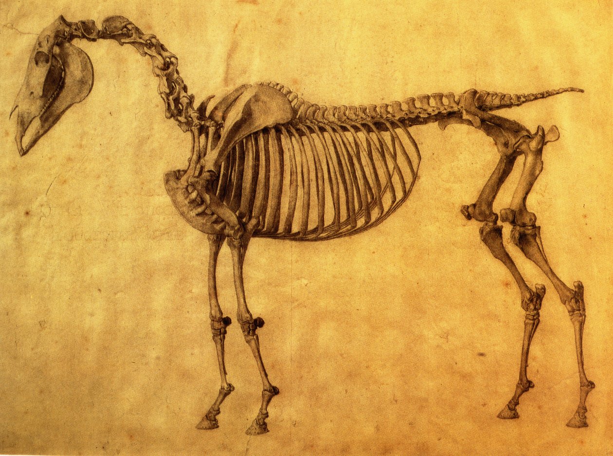 Valmis luonnos hevosen ensimmäistä luurankotaulukkoa varten, noin 1766 (grafiitti paperille). tekijältä George Stubbs