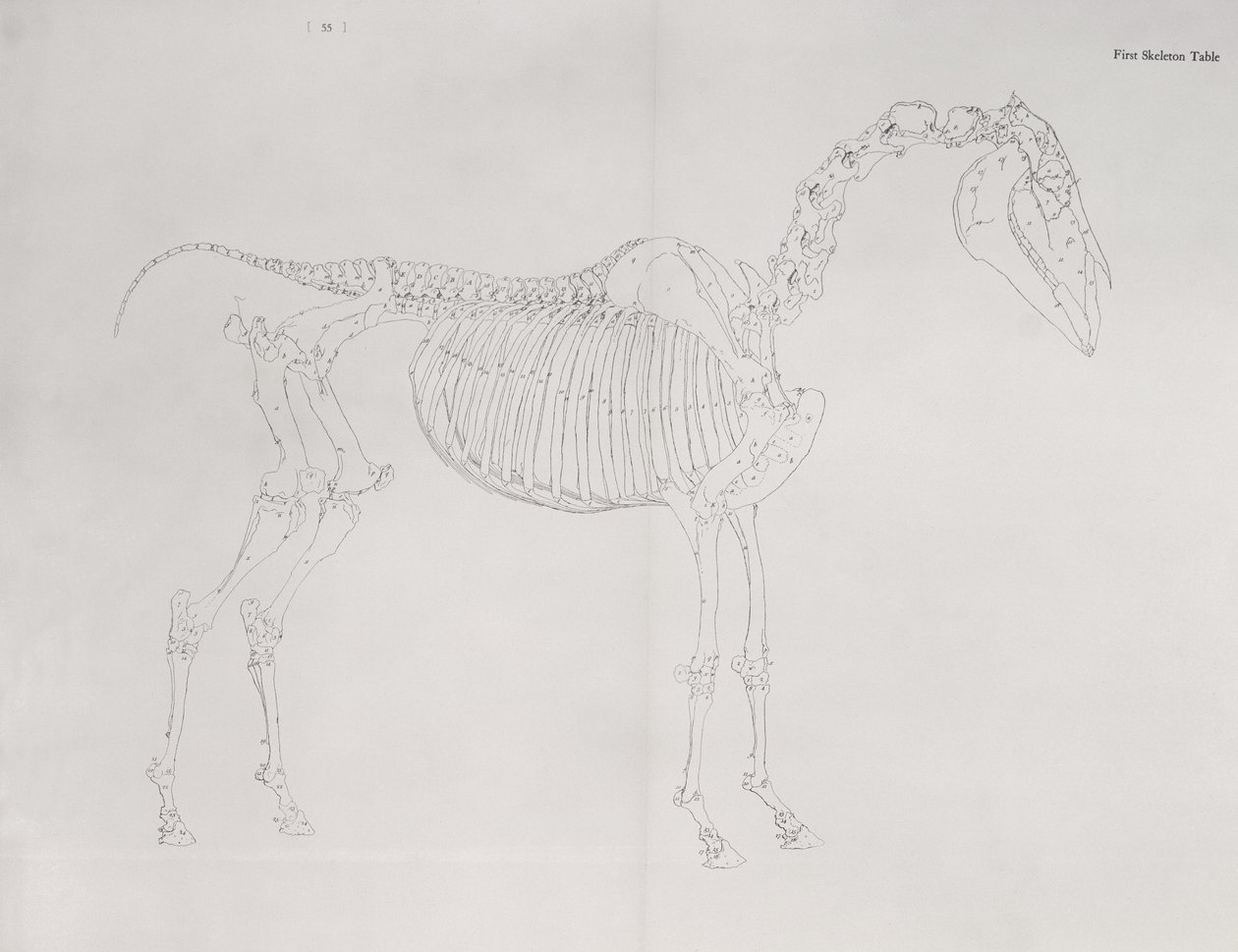 Ensimmäinen luurankopöytä kirjasta "The Anatomy of the Horse" tekijältä George Stubbs