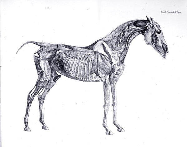 Neljäs anatominen taulukko teoksesta "Hevosen anatomia" (kaiverrus) tekijältä George Stubbs