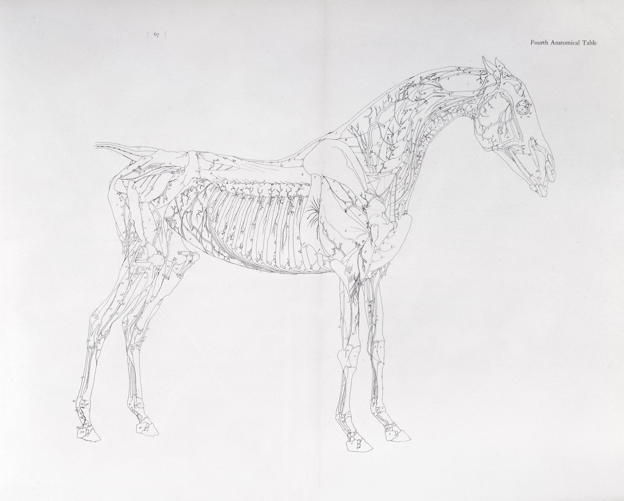 Neljäs anatominen taulukko teoksesta "Hevosen anatomia" tekijältä George Stubbs