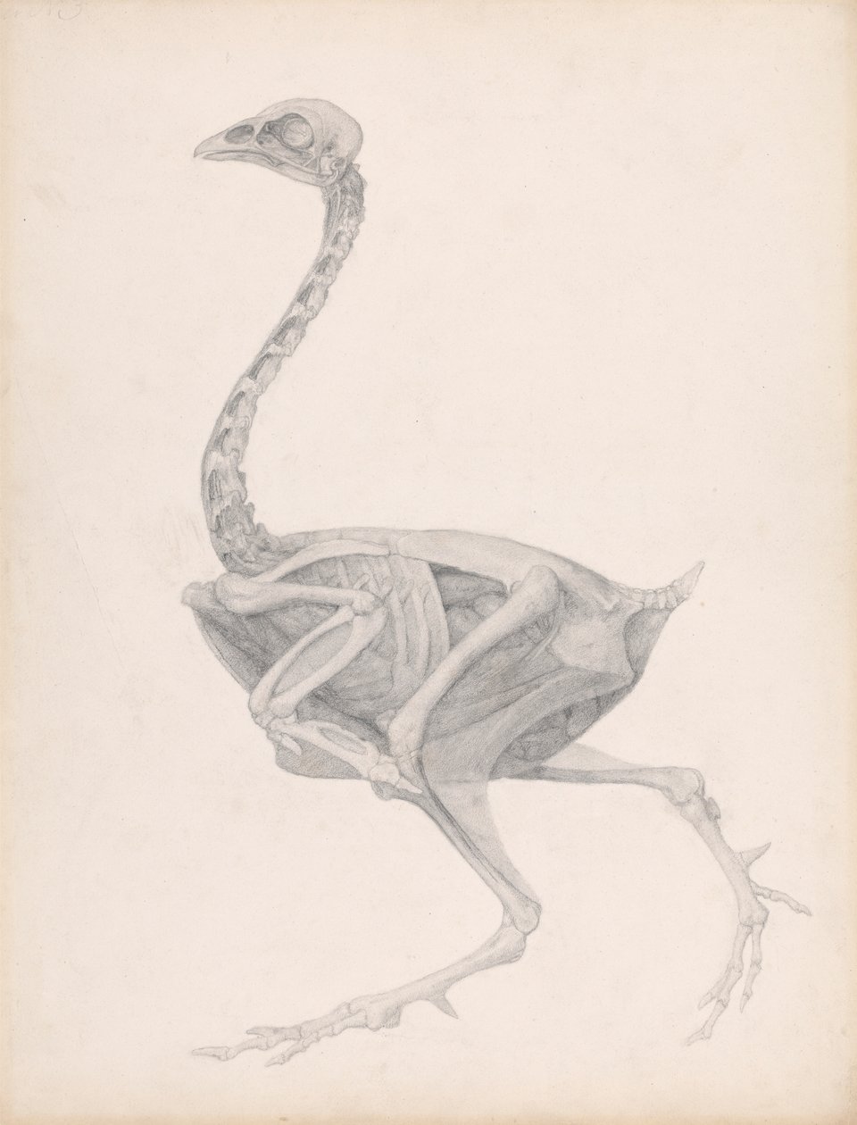 Kanan ruumis, sivunäkymä (Huippuvalmis tutkimus julkaisemattomalle taulukolle; näyttää viimeisen vaiheen leikkauksessa) tekijältä George Stubbs