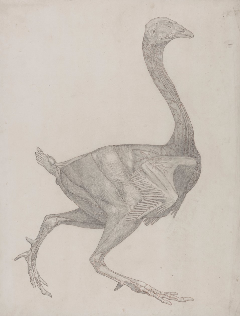 Kanan runko, sivunäkymä (luultavasti valmisteltu siirrettäväksi levylle taulukon XV kaivertamista varten) tekijältä George Stubbs