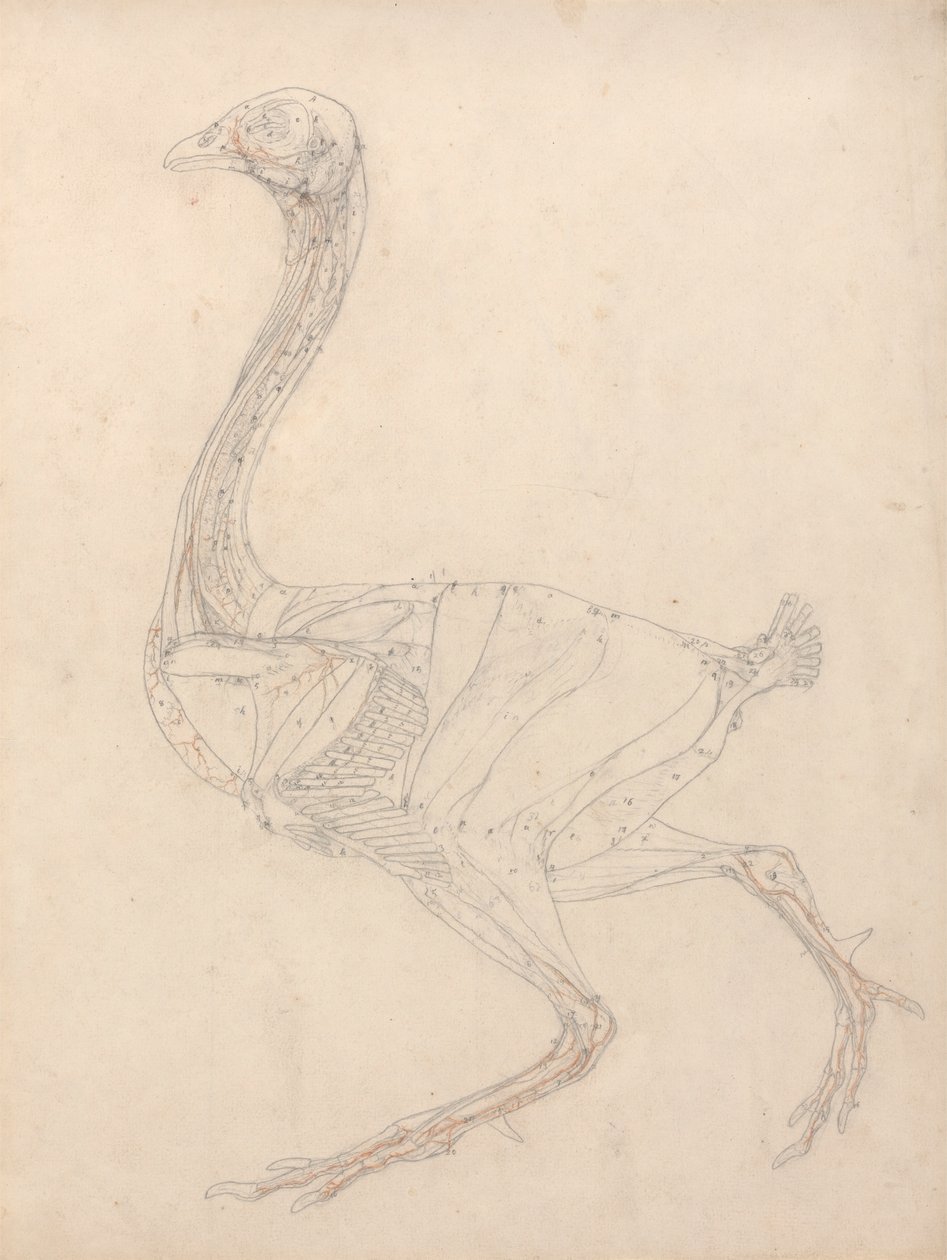 Kanan runko, sivunäkymä (tutkimus taulukon XV avainhahmosta) tekijältä George Stubbs