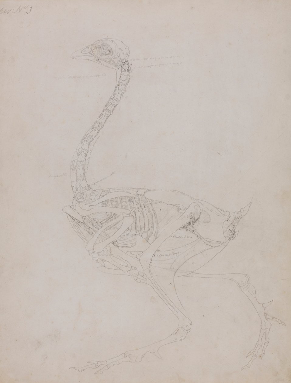 Kanan runko, sivunäkymä tekijältä George Stubbs