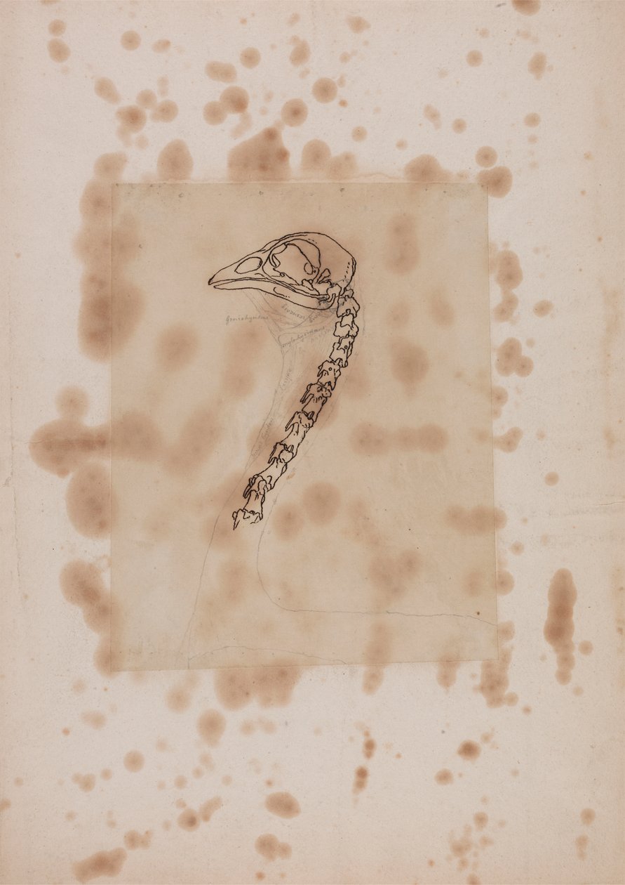 Kanan pää ja kaula, sivuttaisnäkymä tekijältä George Stubbs