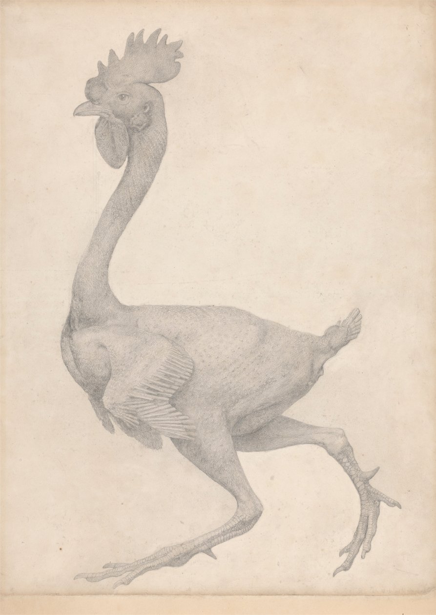 Kanat, sivuttaisnäkymä, joista suurin osa höyhenistä poistettu (valmiit taulukon X tutkimus) tekijältä George Stubbs