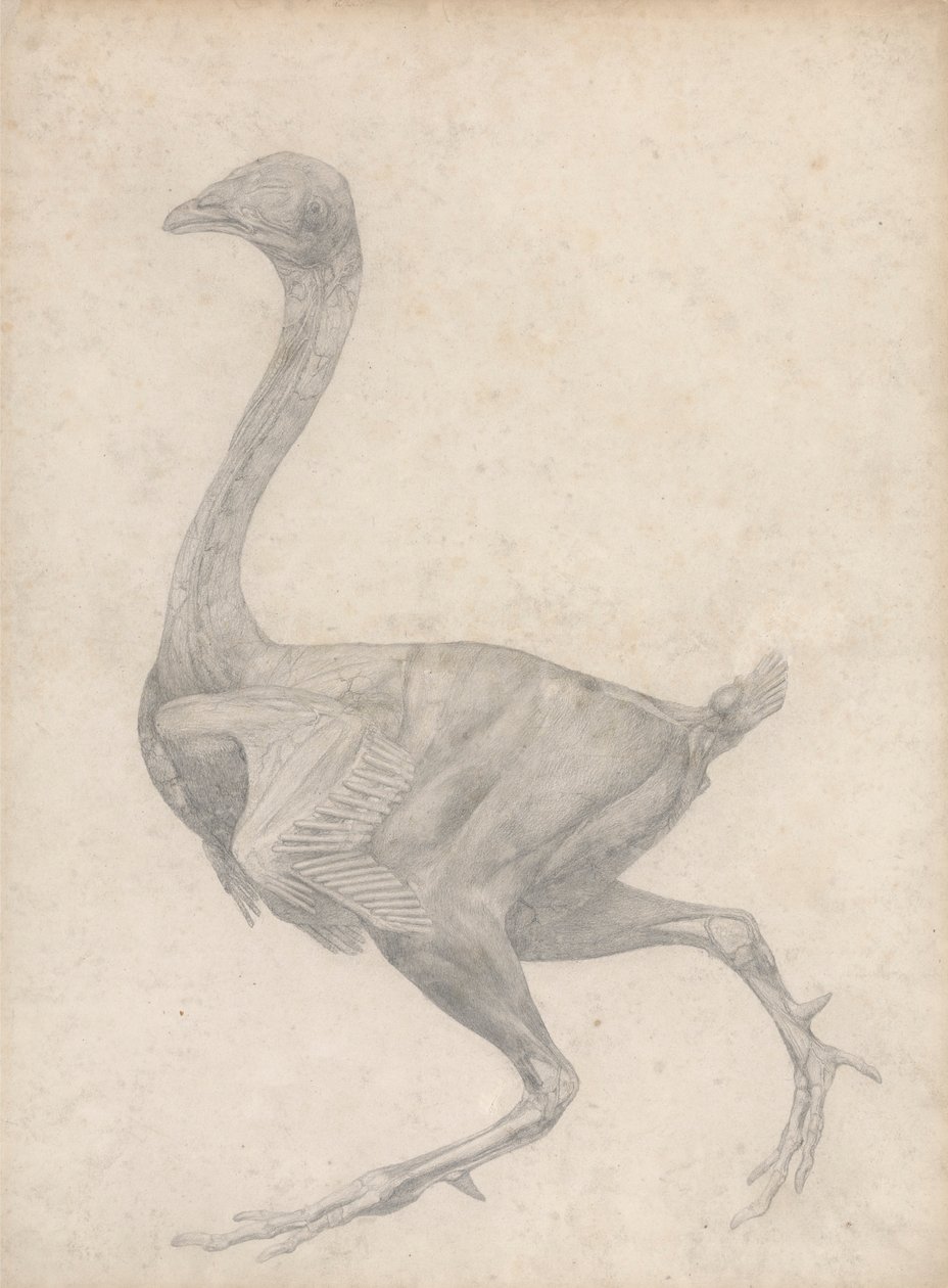Galinha, Vista Lateral, com Pele e Camadas Fasciais Subjacentes Removidas (Estudo Concluído para a Tabela XV) finlandês tekijältä George Stubbs