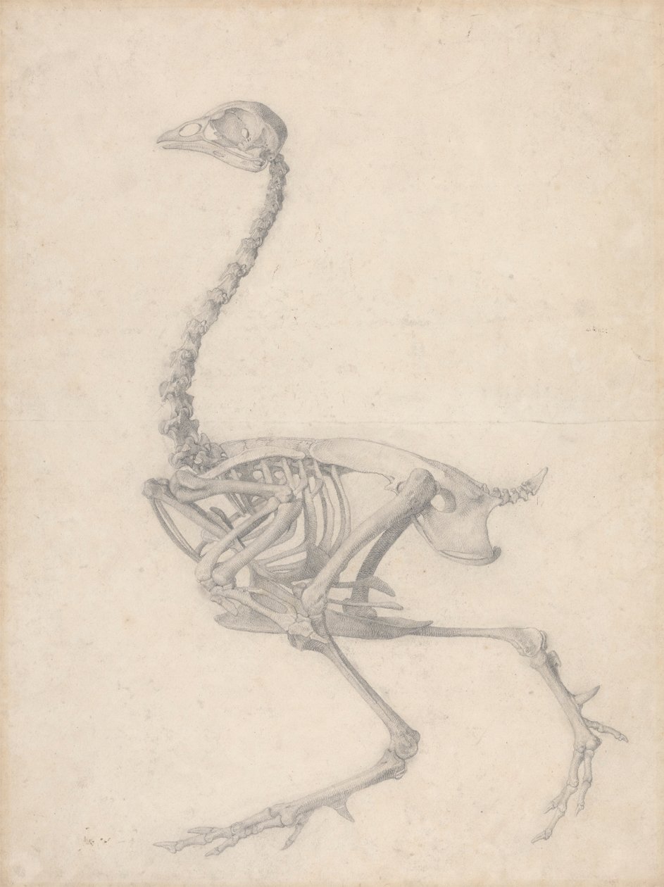 Kanan luuranko, sivunäkymä (valmiit taulukon V tutkimus) tekijältä George Stubbs