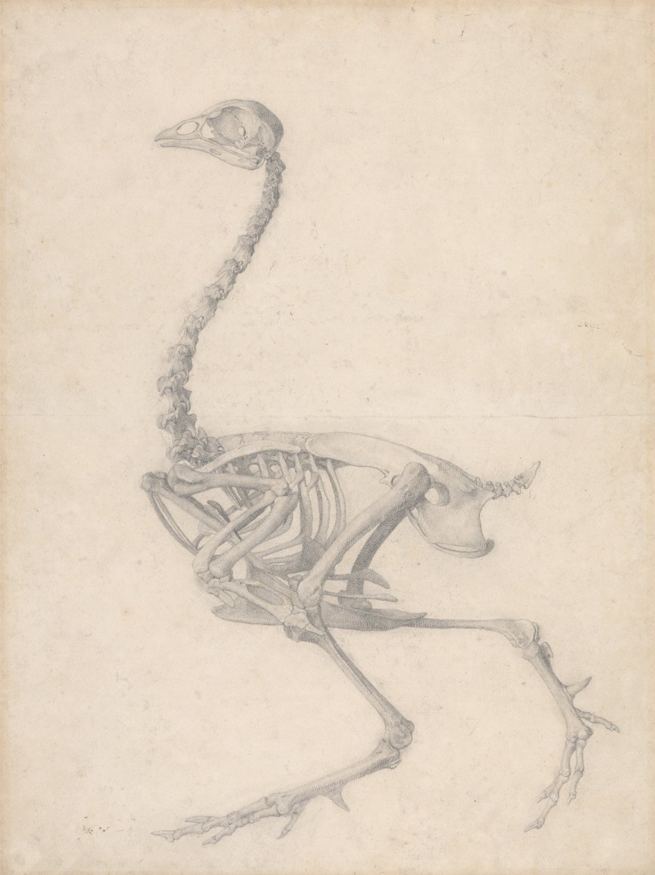 Kanan luuranko, sivukuva (Taulukon V valmis tutkimus) tekijältä George Stubbs