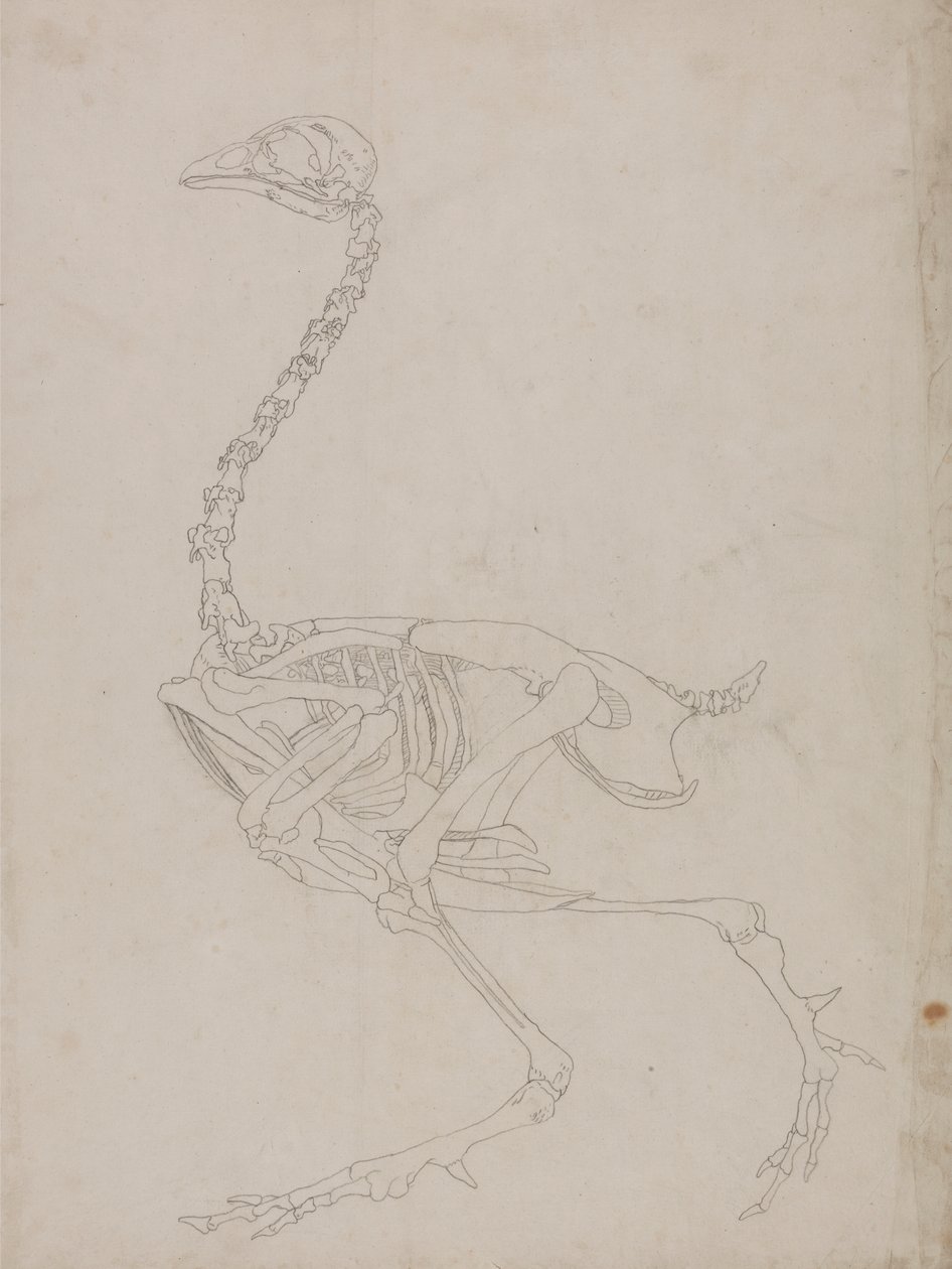 Kanan luuranko, sivunäkymä (luurangon ääriviivapiirros) tekijältä George Stubbs